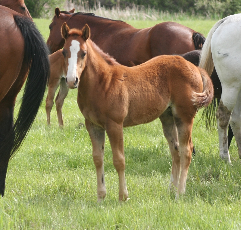 Quarter Horse Weanlings Bridgeman Land & Livestock