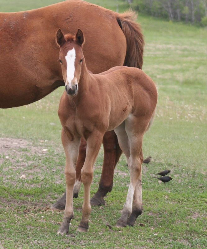 Quarter Horse Weanlings – Bridgeman Land & Livestock