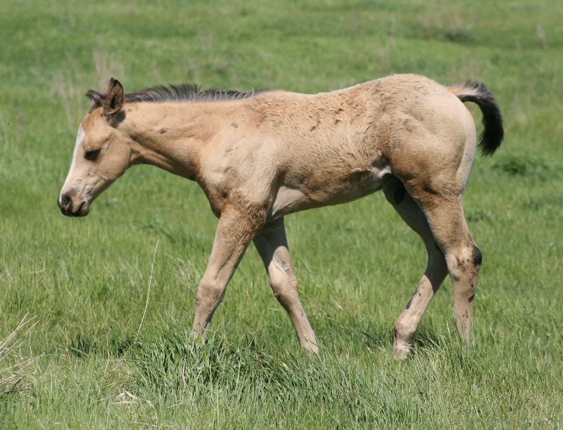 Quarter Horse Weanlings – Bridgeman Land & Livestock