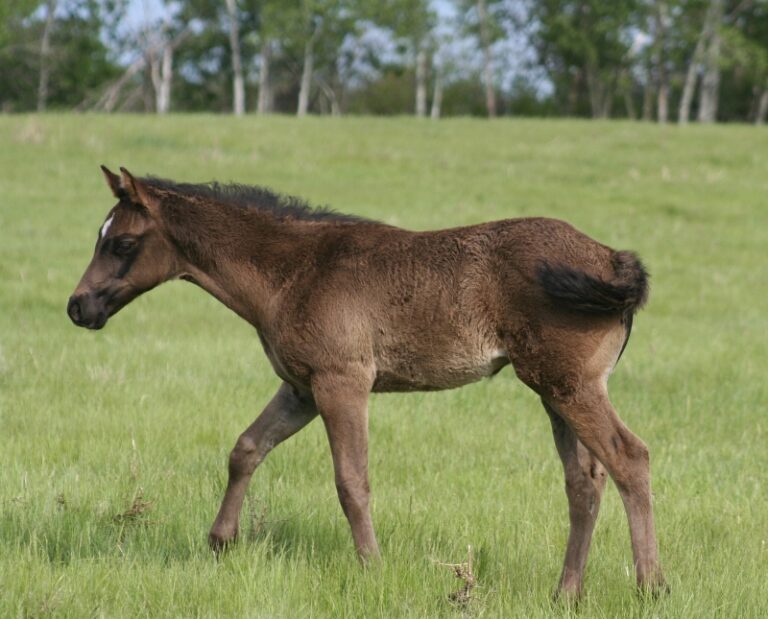 Quarter Horse Weanlings – Bridgeman Land & Livestock