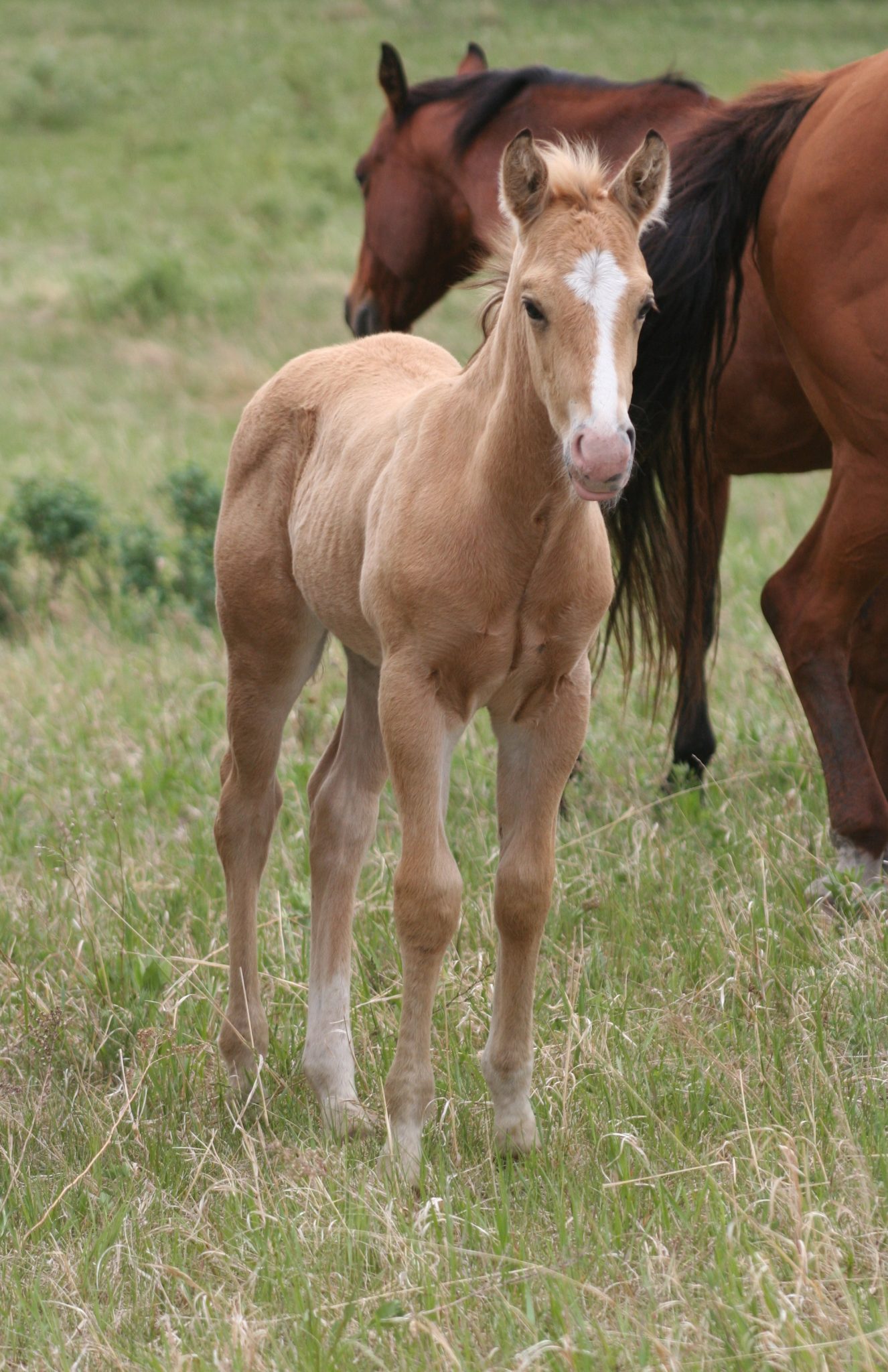 Quarter Horse Weanlings – Bridgeman Land & Livestock