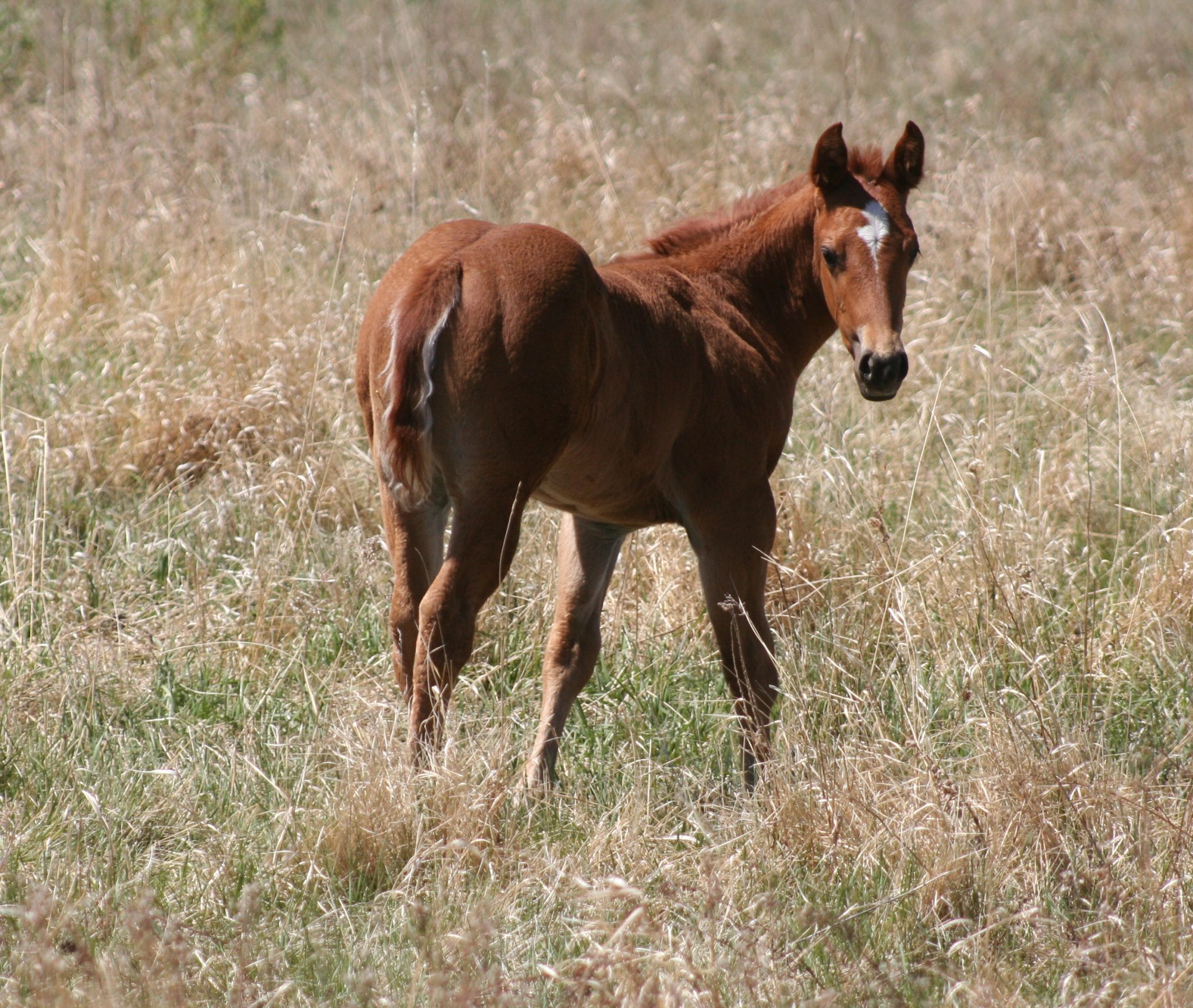 Quarter Horse Weanlings – Bridgeman Land & Livestock