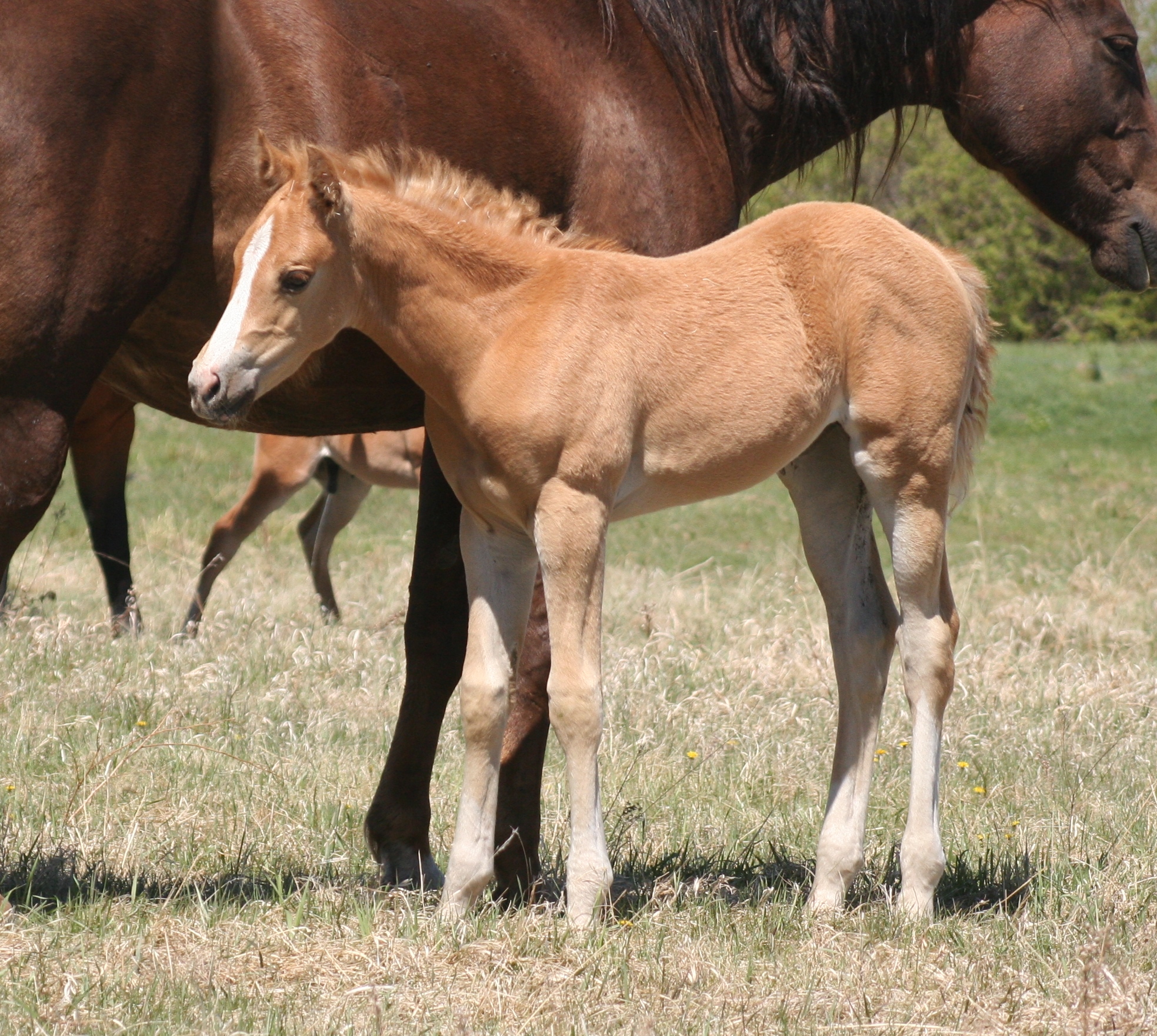 Quarter Horse Weanlings – Bridgeman Land & Livestock