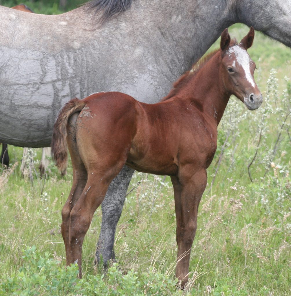 Quarter Horse Weanlings – Bridgeman Land & Livestock