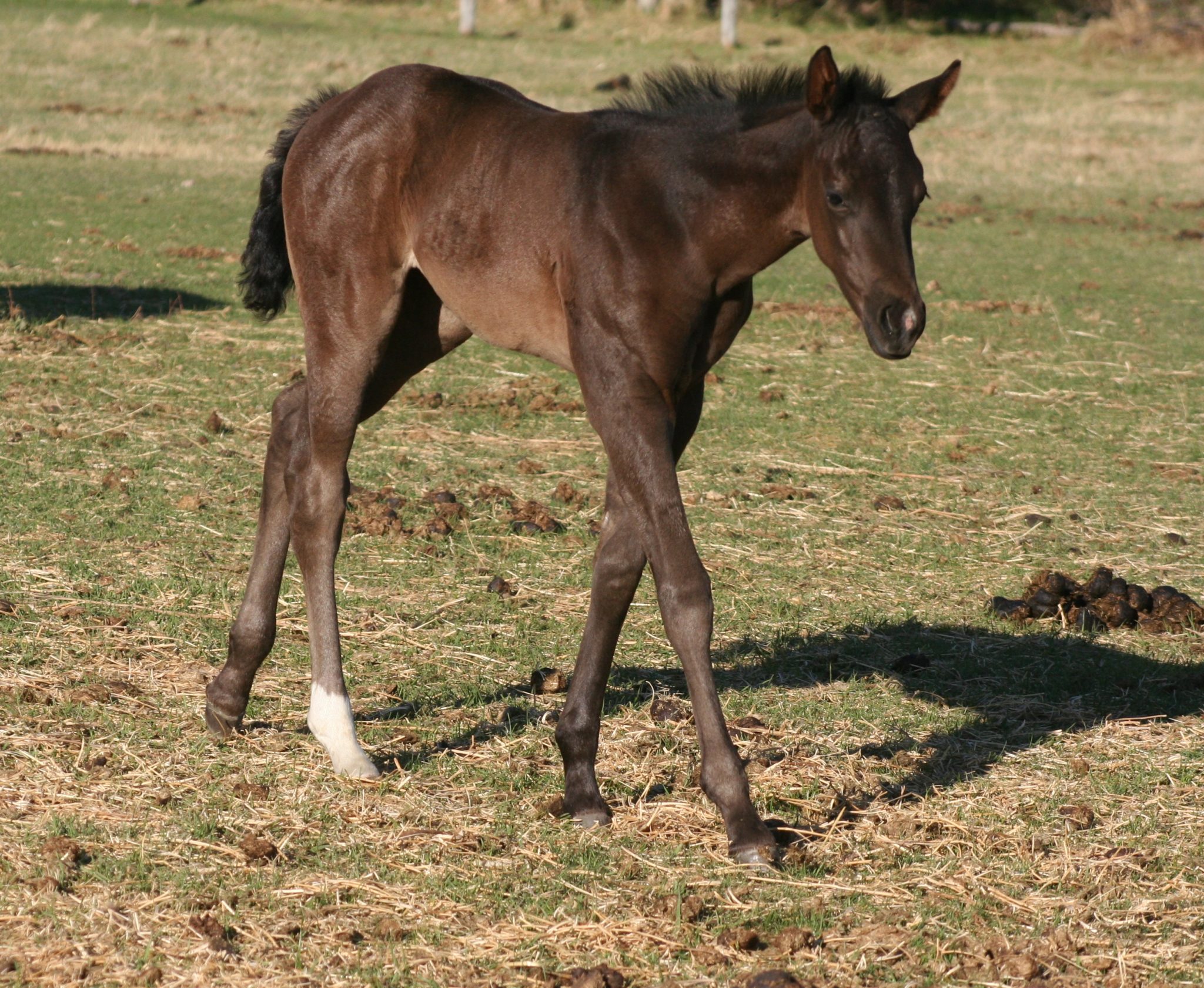 Quarter Horse Weanlings Bridgeman Land & Livestock