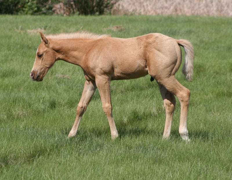 Quarter Horse Weanlings Bridgeman Land & Livestock