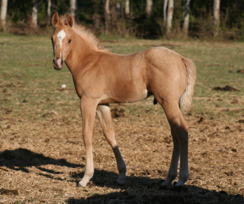 Quarter Horse Weanlings Bridgeman Land & Livestock