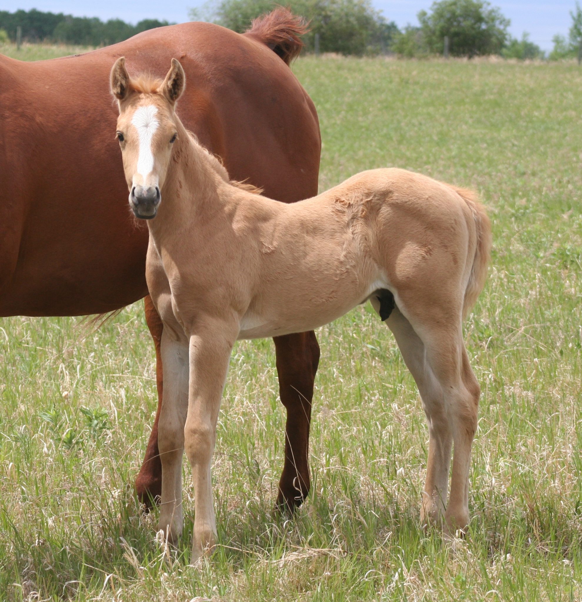 Quarter Horse Weanlings – Bridgeman Land & Livestock