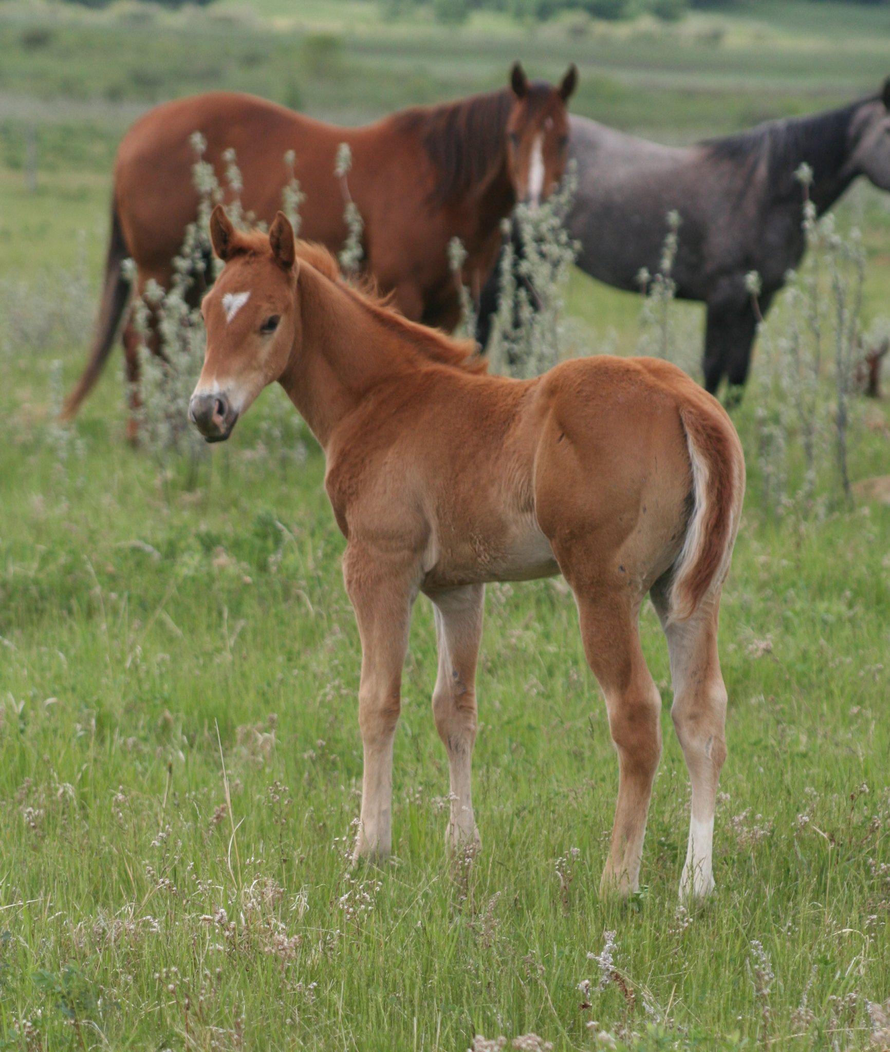 Quarter Horse Weanlings Bridgeman Land & Livestock