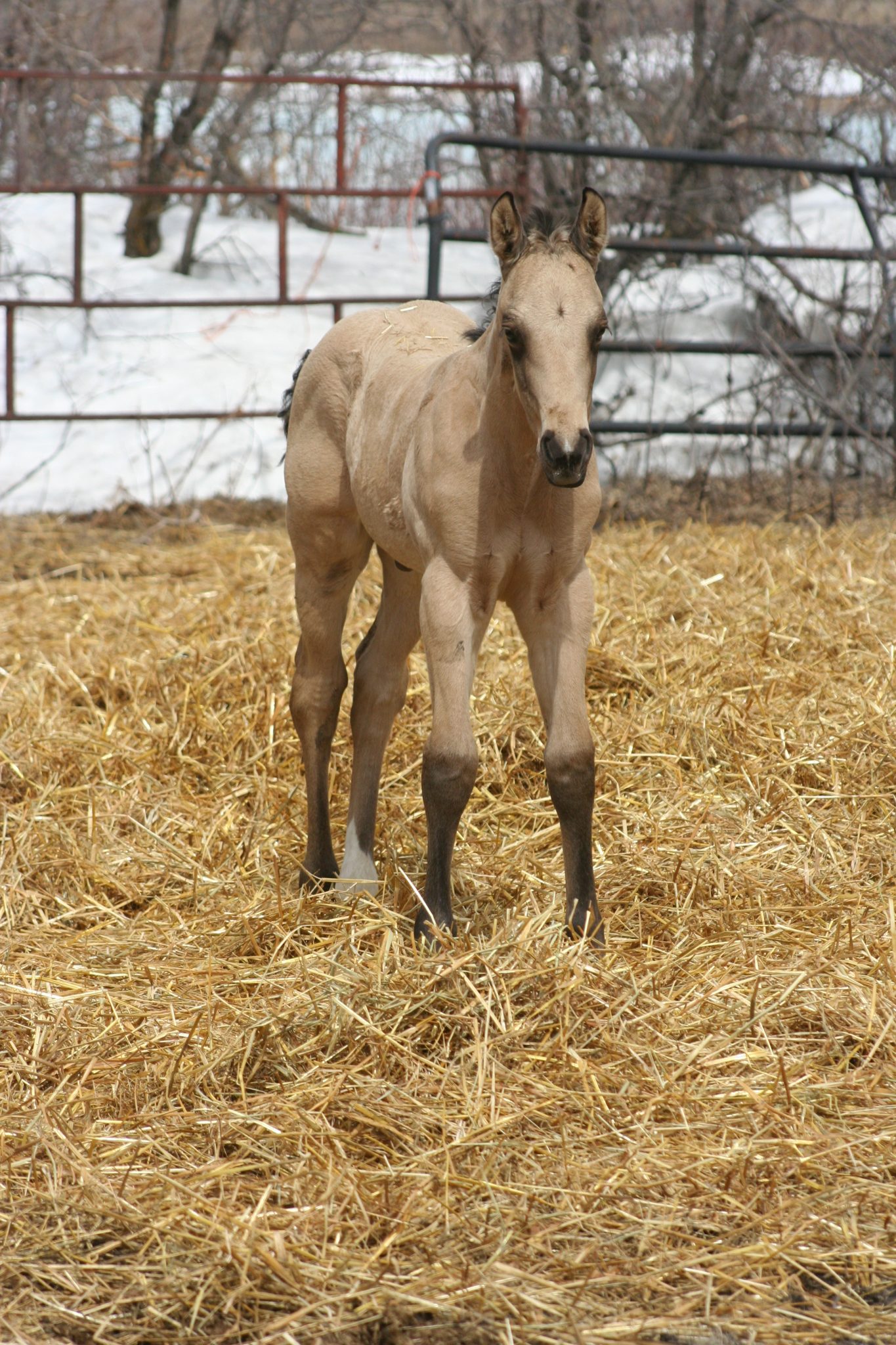 Quarter Horse Weanlings Bridgeman Land & Livestock